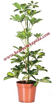 Şeflera Schefflera