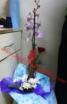 Orkide Arajman