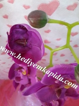 Özel orkide ( cam vazoda)