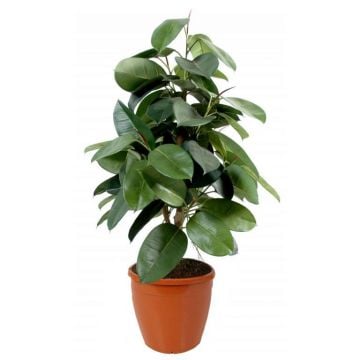 Balıkesir Çiçek Kauçuk (Ficus elastica)