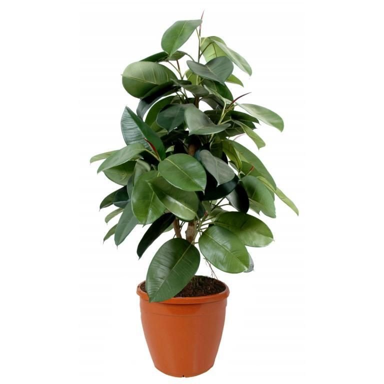 Kauçuk  ( Ficus elastica )