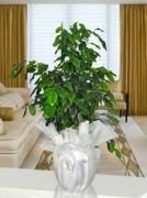 Ficus Benjamin