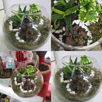 Terrarium Minik Bahçe