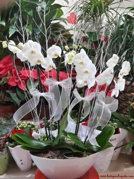 Beyazın Büyüsü Orkide aranjman