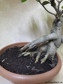 Ficus Bonsai orta boy