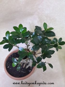 Ficus Bonsai orta boy