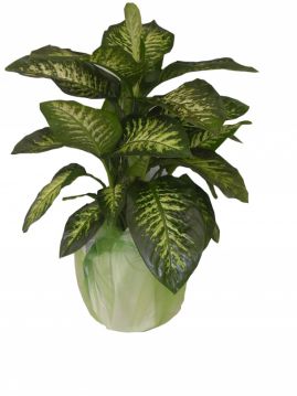 Dieffenbachia Tropic Snow Büyük Boy