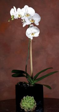 Beyaz Orkide