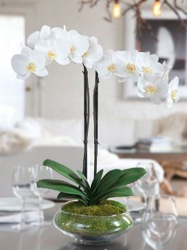 Beyaz İkili Orkide