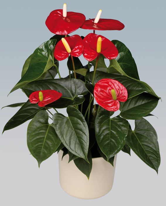 Anthurium