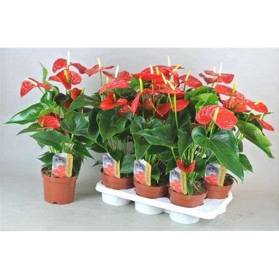 Anthurium Küçük