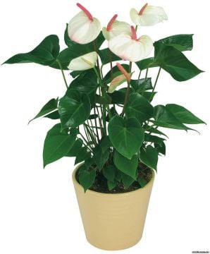 Beyaz Anthurium