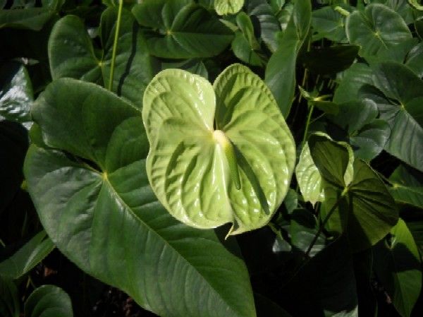 Yeşil Anthurium