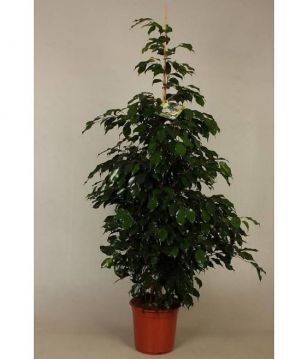 Ficus Orta