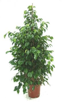 Benjamina Ficus