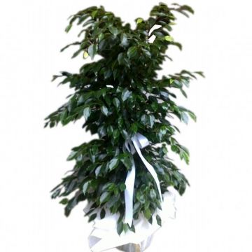 Benjamina Ficus