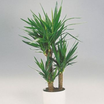 Yucca 3'lü