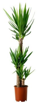 Yucca 3'lü