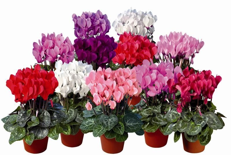 Cyclamen