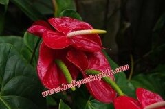 Sepette Anthurium