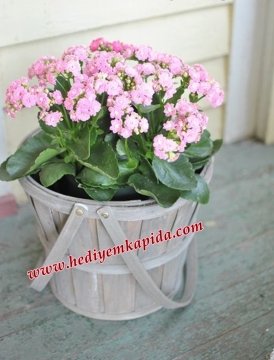 Sepette Kalanchoe