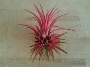 Tillandsia Air Plant Hava Bitkisi