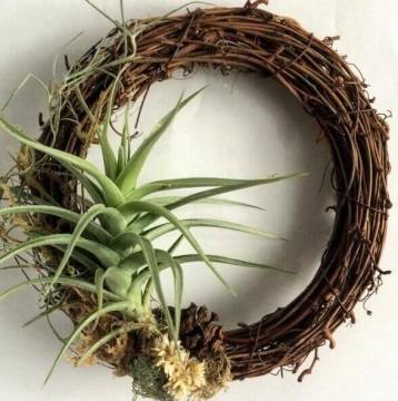 Tillandsia Air Plant Hava Bitkisi