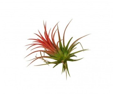 Tillandsia Air Plant Hava Bitkisi