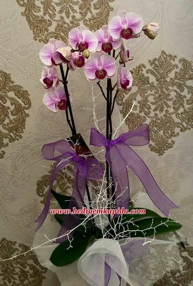 Orkide Aranjman
