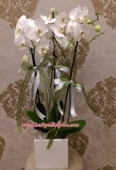 Beyaz Orkide 3'lü