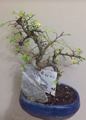 Bonsai Minyatür Ağaç