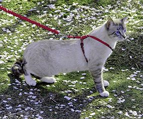 Easy Walk Cat Harness Kedi Gezinti Tasması Kırmızı