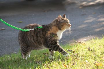Easy Walk Cat Harness Kedi Gezinti Tasması Mavi