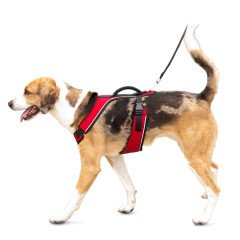 Easy Sport Harness Kırmızı Köpek Tasması