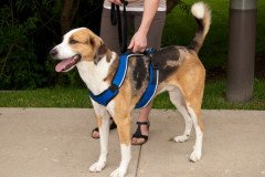 Easy Sport Harness Mavi Köpek Tasması