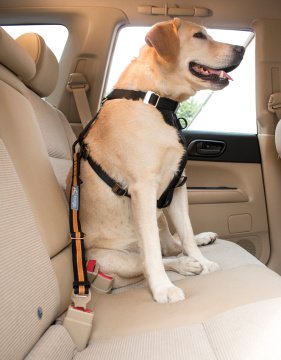 PetSafe Kurgo Direct To Seat Belt Emniyet Kemeri Siyah/Kavuniçi K01244