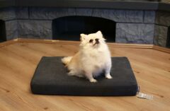 CecePet Arya Serisi Ortopedik Premium Kedi ve Köpek Yatağı