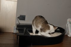 Smart Kitty Otomatik Kedi Tuvaleti Siyah - Siyah SK-BB Teşhir Ürünü