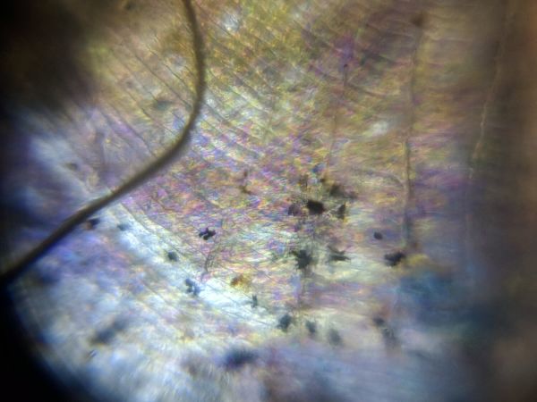 Foldscope Mikroskop Montajlı  Temel Başlangıç Seti