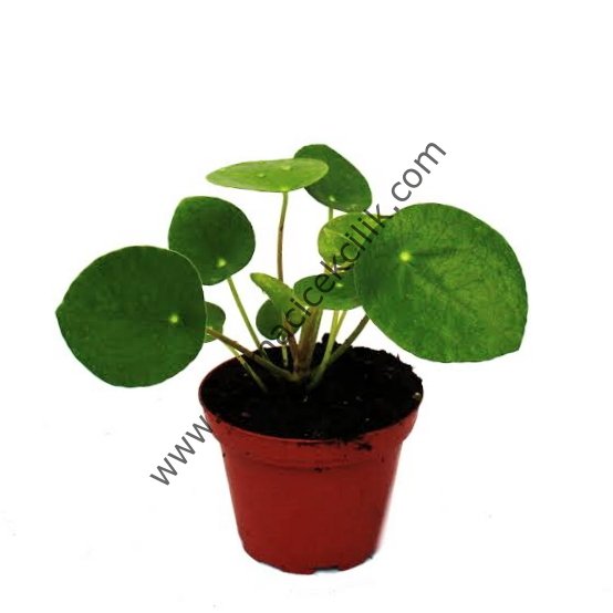 Pilea- Yerli Üretim