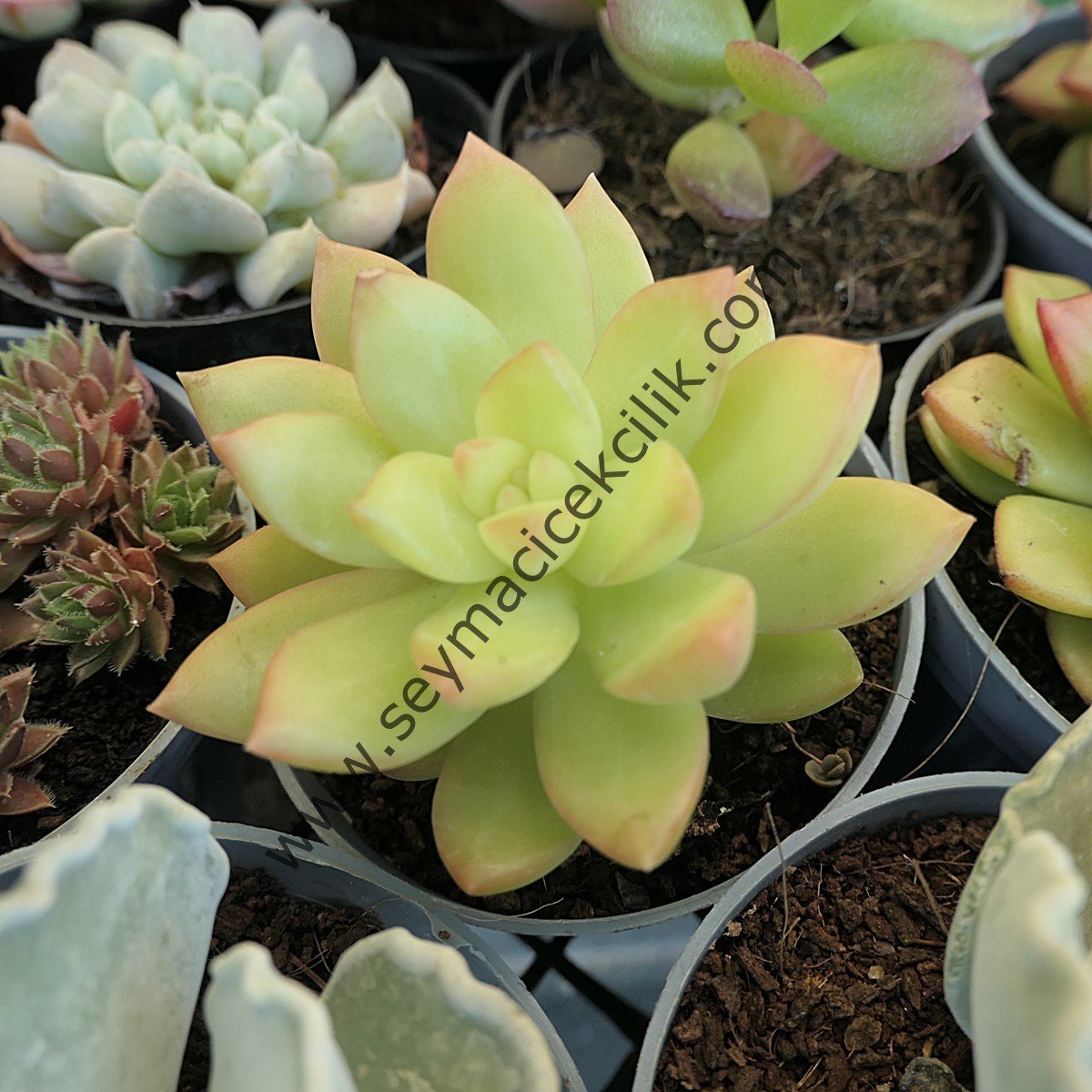 Sedum Adolphi 5.5 cm lik saksıda