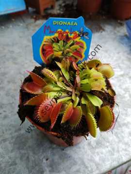 Dionaea Muscipula - Venüs