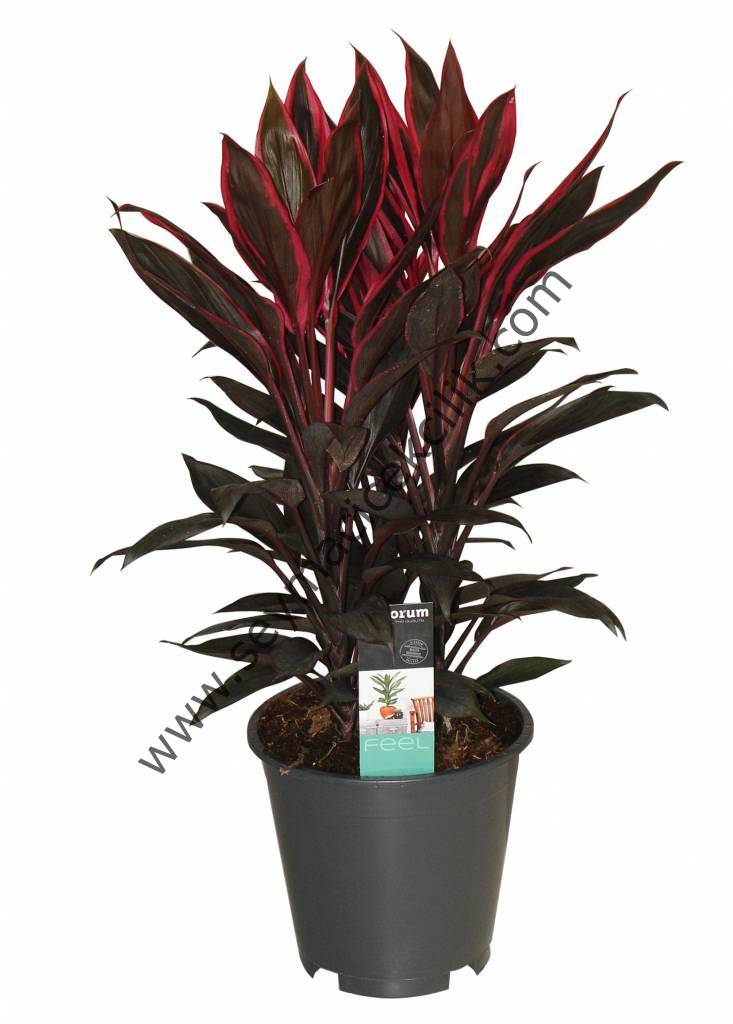 Cordyline Rumba- Ücretsiz kargo