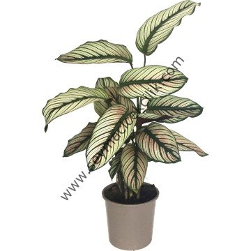 Calathea Whitestar- Ücretsiz Kargo