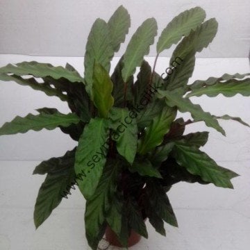 Calathea Rufibarba- Ücretsiz Kargo