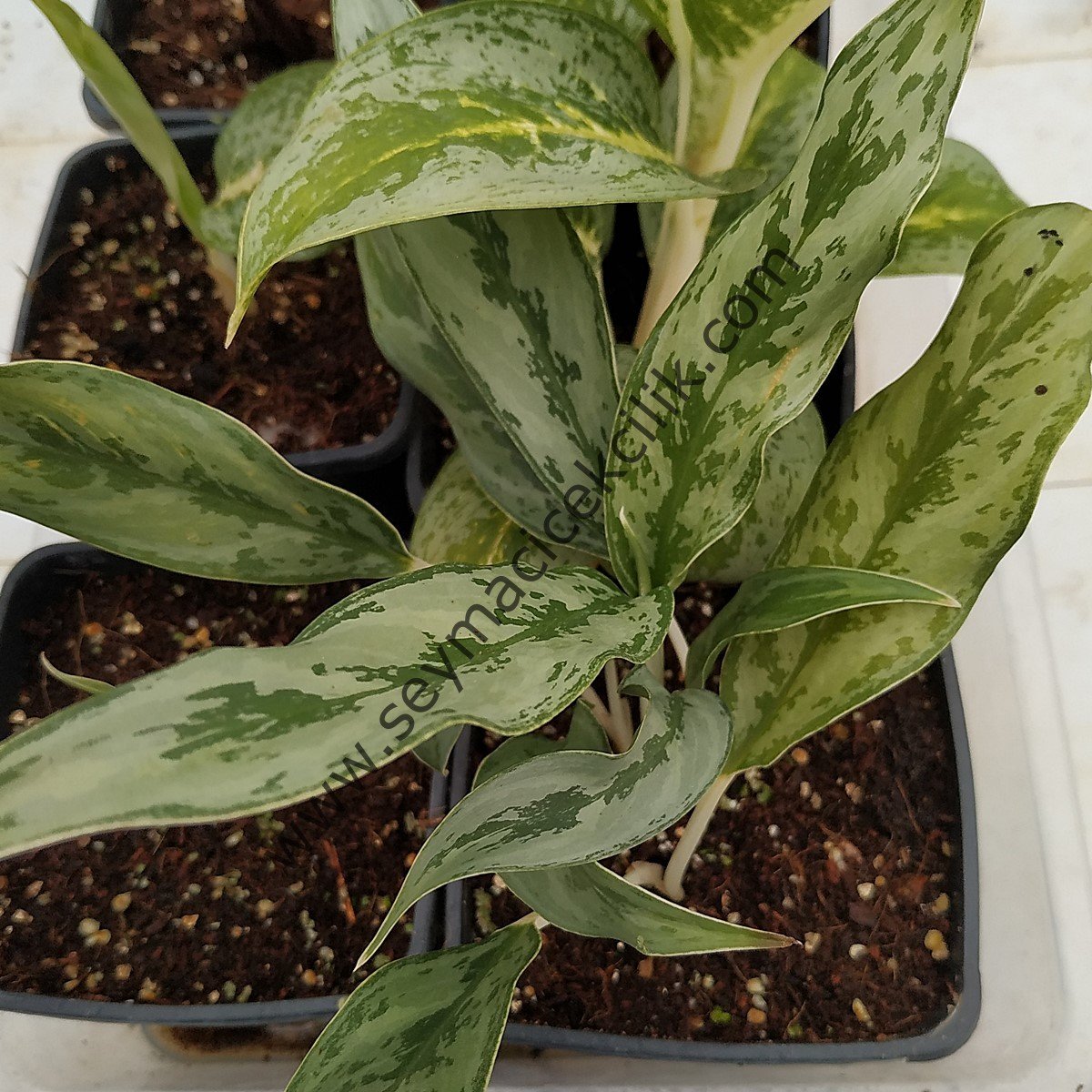 Aglaonema 1