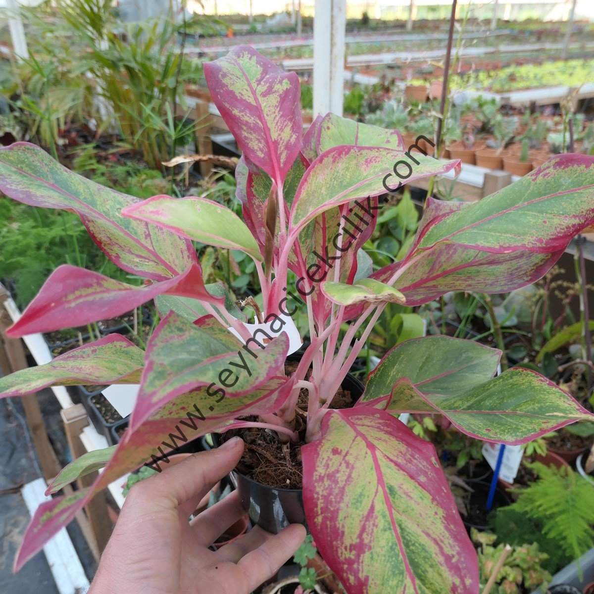 Aglaonema Crete