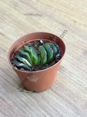 Haworthia Turuncata variegata 5,5 cm lik saksı