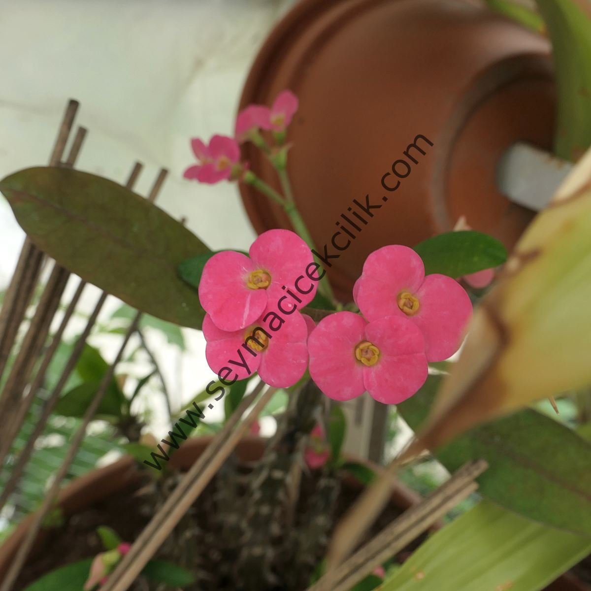 Euphorbia Milli- Küçük Pembe renkli