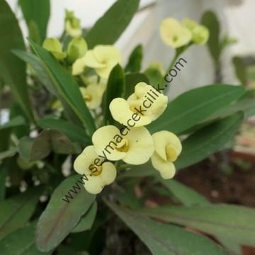 Euphorbia Milli- Küçük Sarı renkli